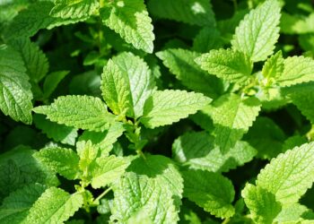 Räuchern mit Pfefferminze - schafft eine klare und frische Raumatmosphäre!