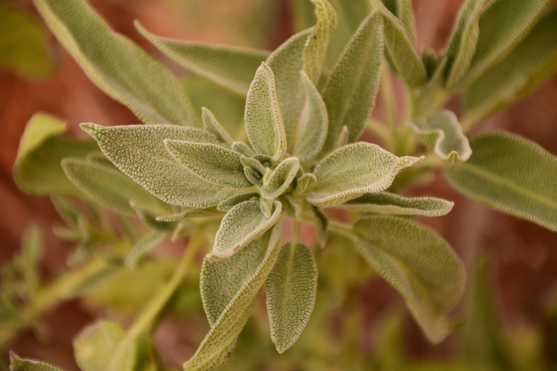 weißer Salbei zum Räuchern für Space Clearing